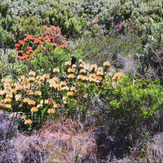 Some of the indigenous plants known as Fynbos