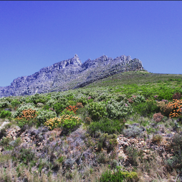 Table Mountain from below